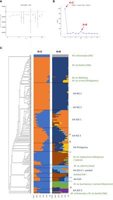 Hybridization, missing wild ancestors and the domestication of cultivated diploid bananas